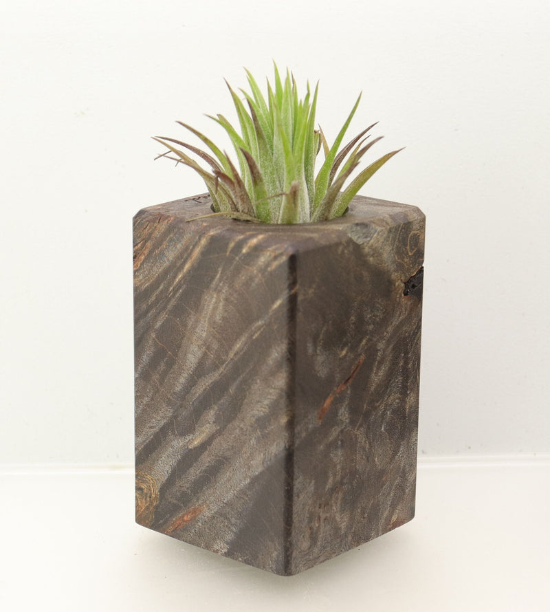 Wood Burl  Air Plant Holder - Kerri (Wood Burl, 698628)