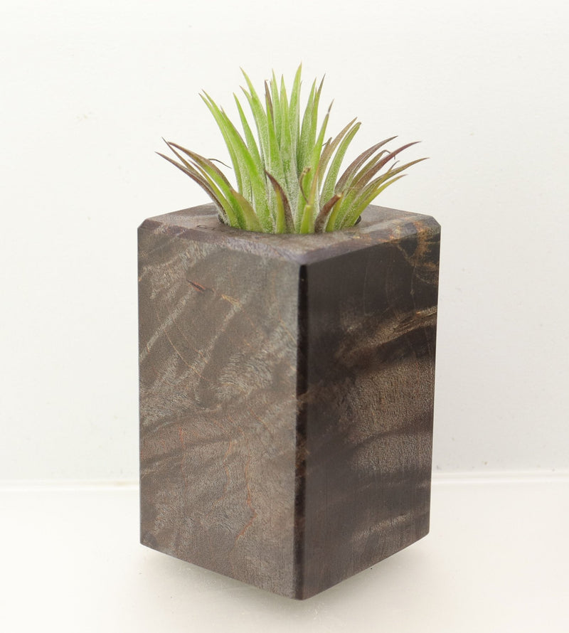 Wood Burl  Air Plant Holder - Piper (Wood Burl, 698629)