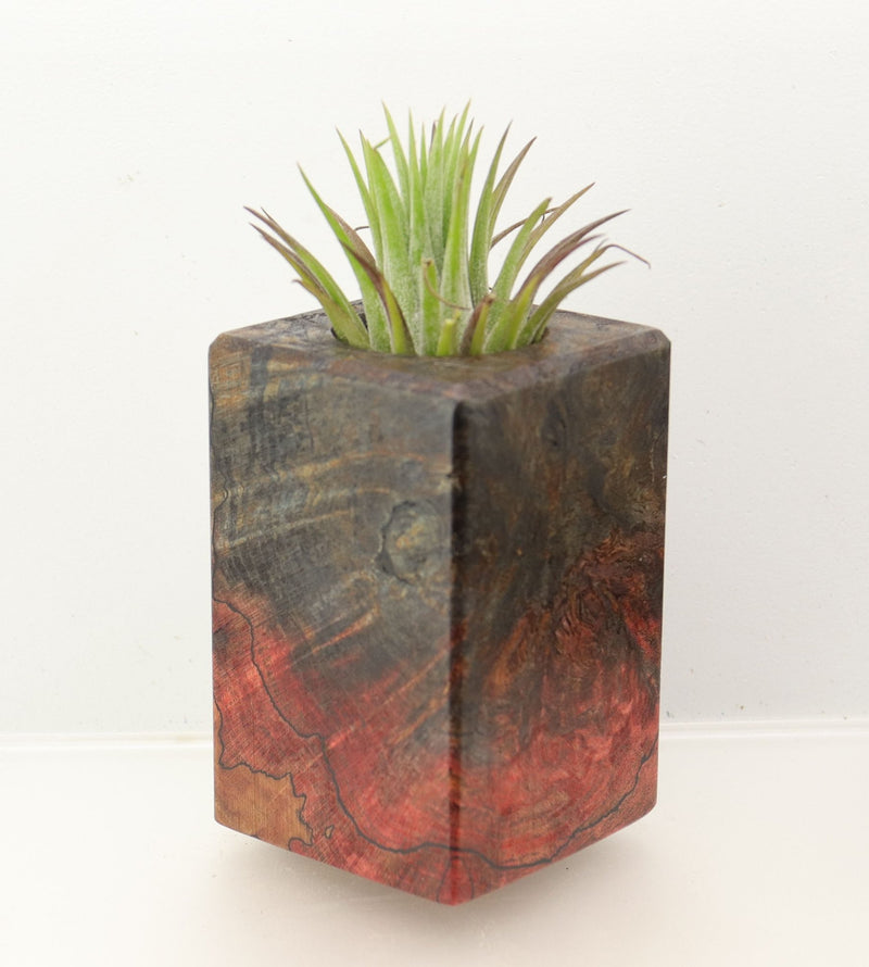 Wood Burl Wood+Resin Air Plant Holder - Joan (Wood Burl, 698631)
