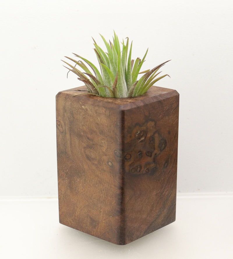 Wood Burl Wood+Resin Air Plant Holder - Jane (Wood Burl, 698633)