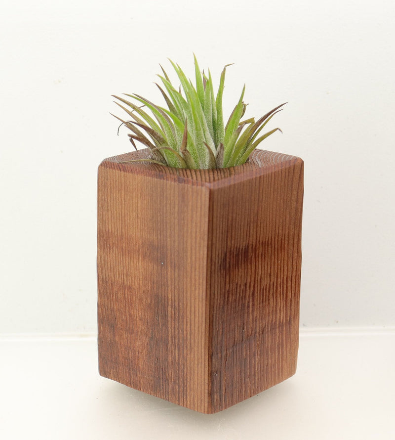 Wood Burl Wood+Resin Air Plant Holder - Tamra (Wood Burl, 698634)