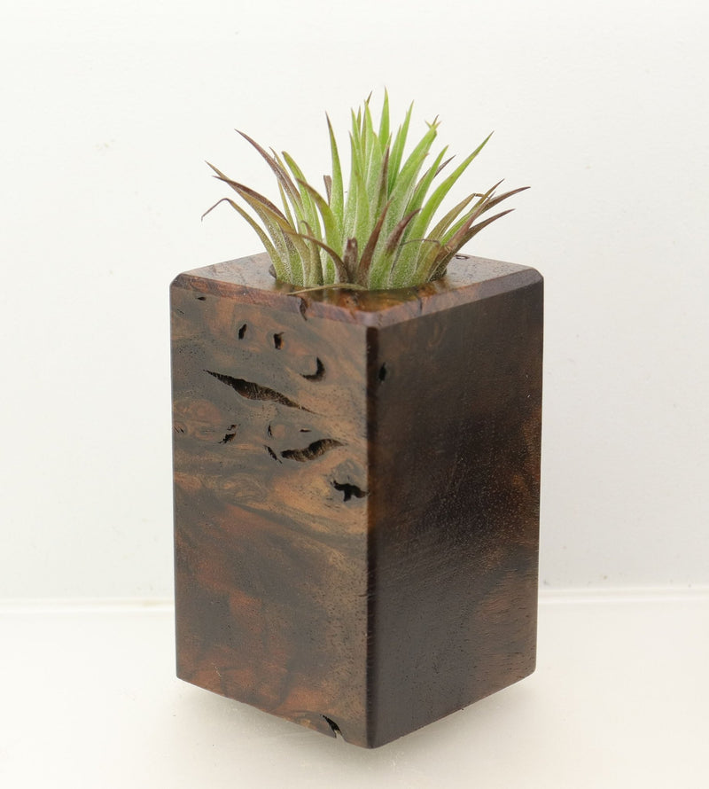 Wood Burl Wood+Resin Air Plant Holder - Carlton (Wood Burl, 698635)