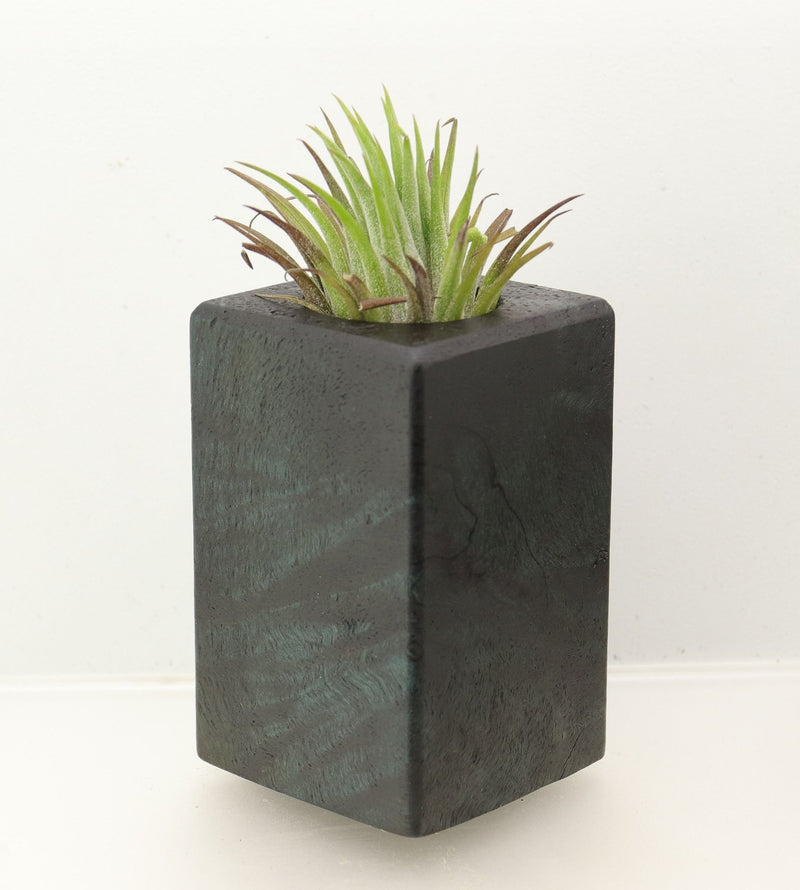 Wood Burl Wood+Resin Air Plant Holder - Gloria (Wood Burl, 698636)
