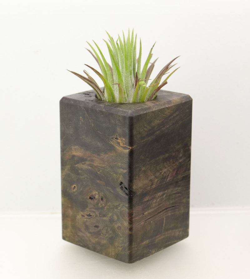 Wood Burl Wood+Resin Air Plant Holder - Jimmy (Wood Burl, 698637)