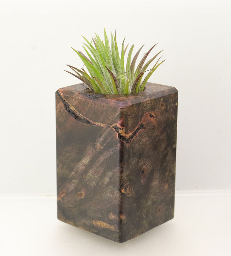 Wood Burl Wood+Resin Air Plant Holder - Londyn (Wood Burl, 698638)