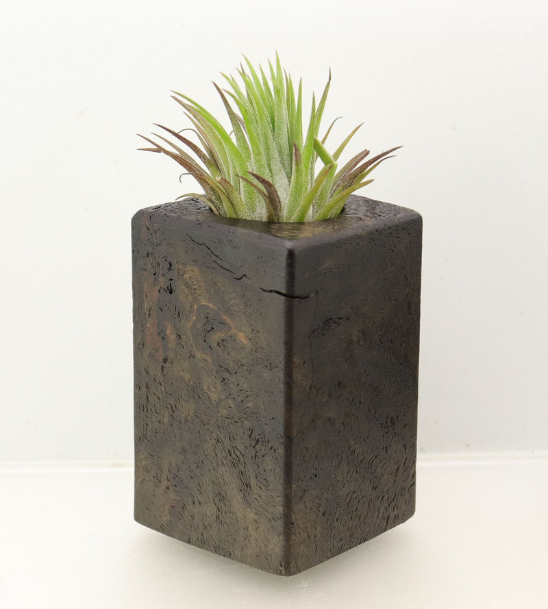 Wood Burl Wood+Resin Air Plant Holder - Jessica (Wood Burl, 698639)