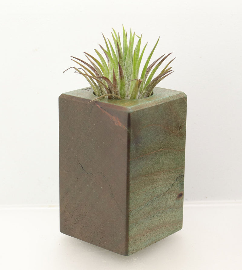 Wood Burl Wood+Resin Air Plant Holder - Neal (Wood Burl, 698640)