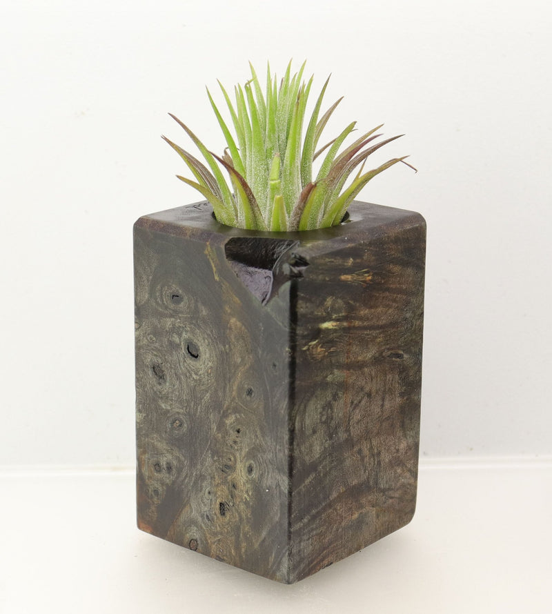 Wood Burl Wood+Resin Air Plant Holder - Eddie (Wood Burl, 698641)