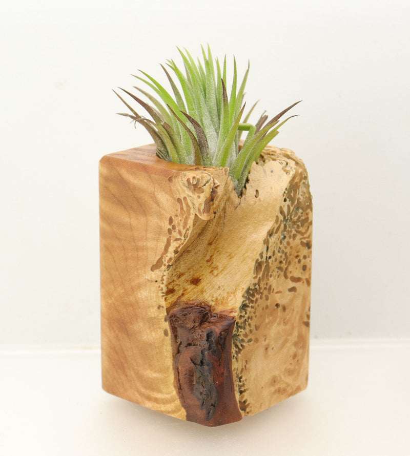 Wood Burl  Air Plant Holder - Glen (Wood Burl, 698643)
