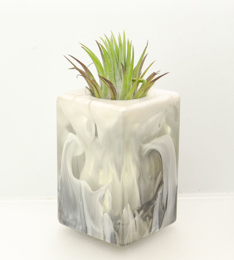 Wood Burl  Air Plant Holder - Denise (Black & White, 698644)