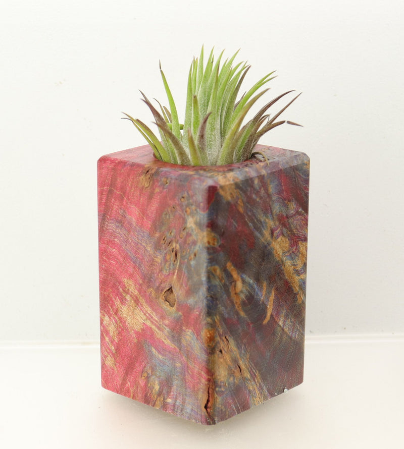 Wood Burl  Air Plant Holder - Austin (Wood Burl, 698645)
