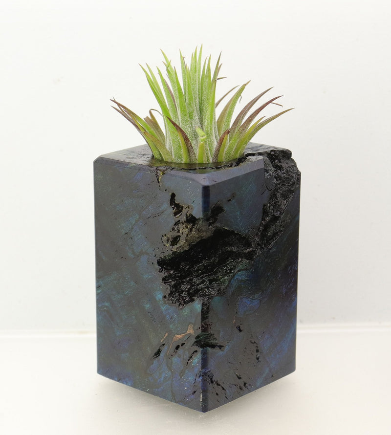 Wood Burl  Air Plant Holder - Miguel (Wood Burl, 698646)