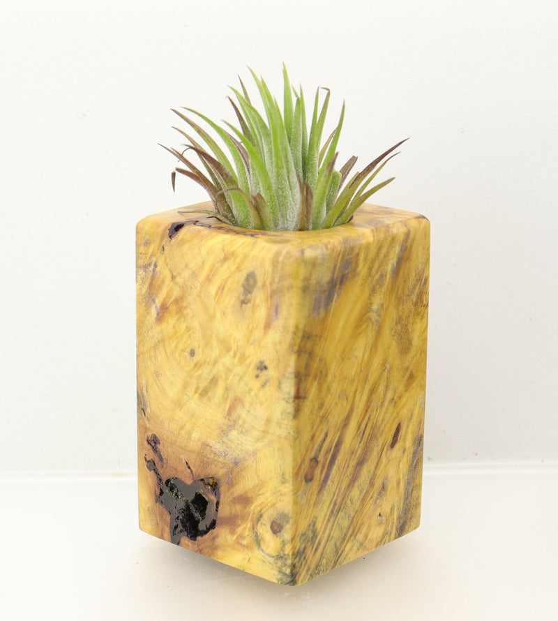 Wood Burl  Air Plant Holder - Jeremiah (Wood Burl, 698647)