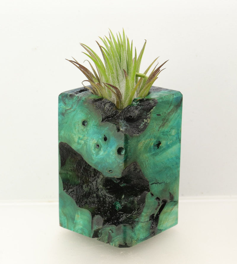 Wood Burl  Air Plant Holder - Grant (Wood Burl, 698648)