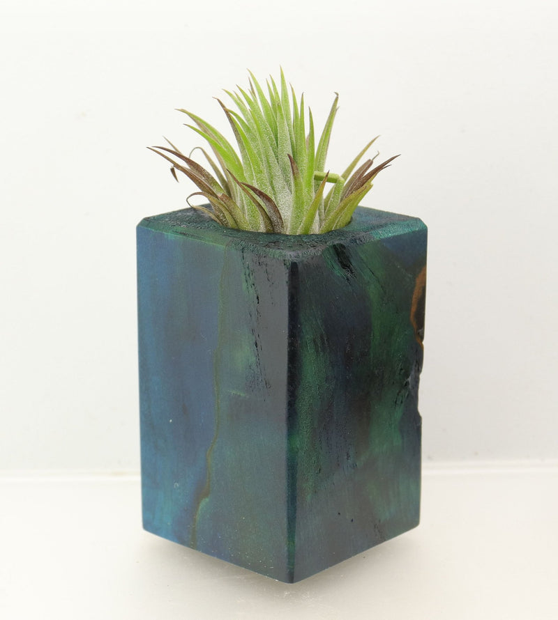 Wood Burl  Air Plant Holder - Kelli (Wood Burl, 698649)