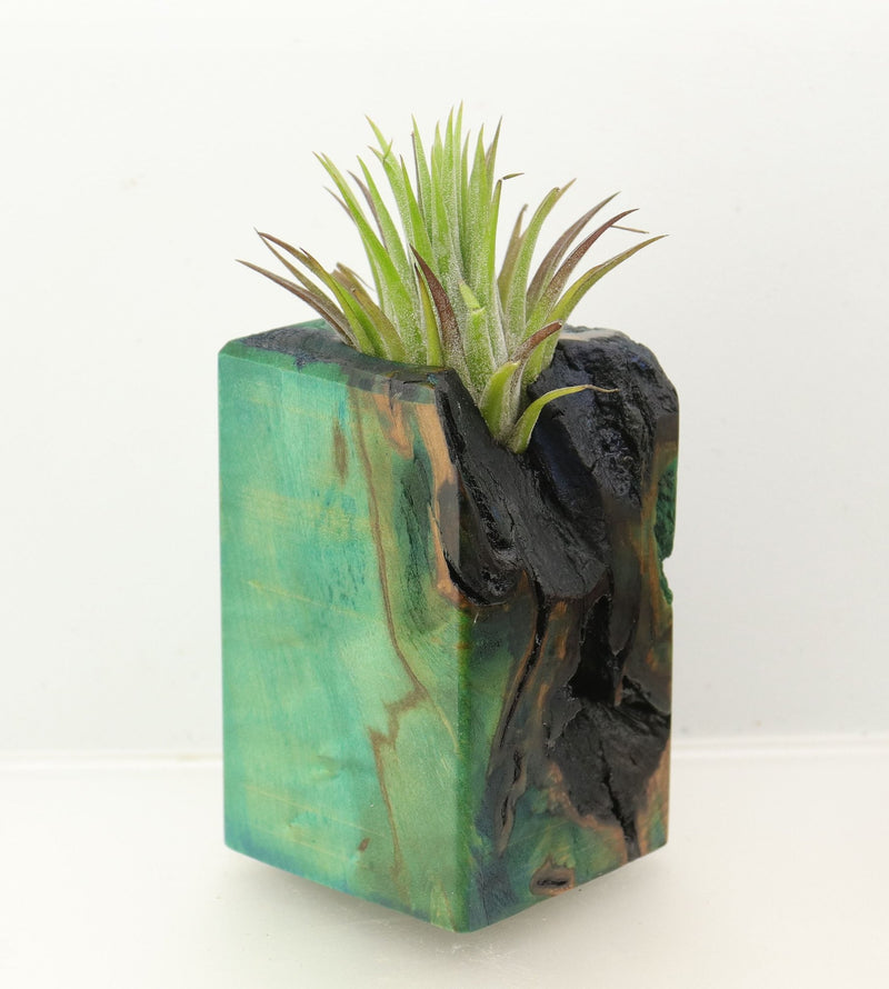 Wood Burl  Air Plant Holder - Traci (Wood Burl, 698650)