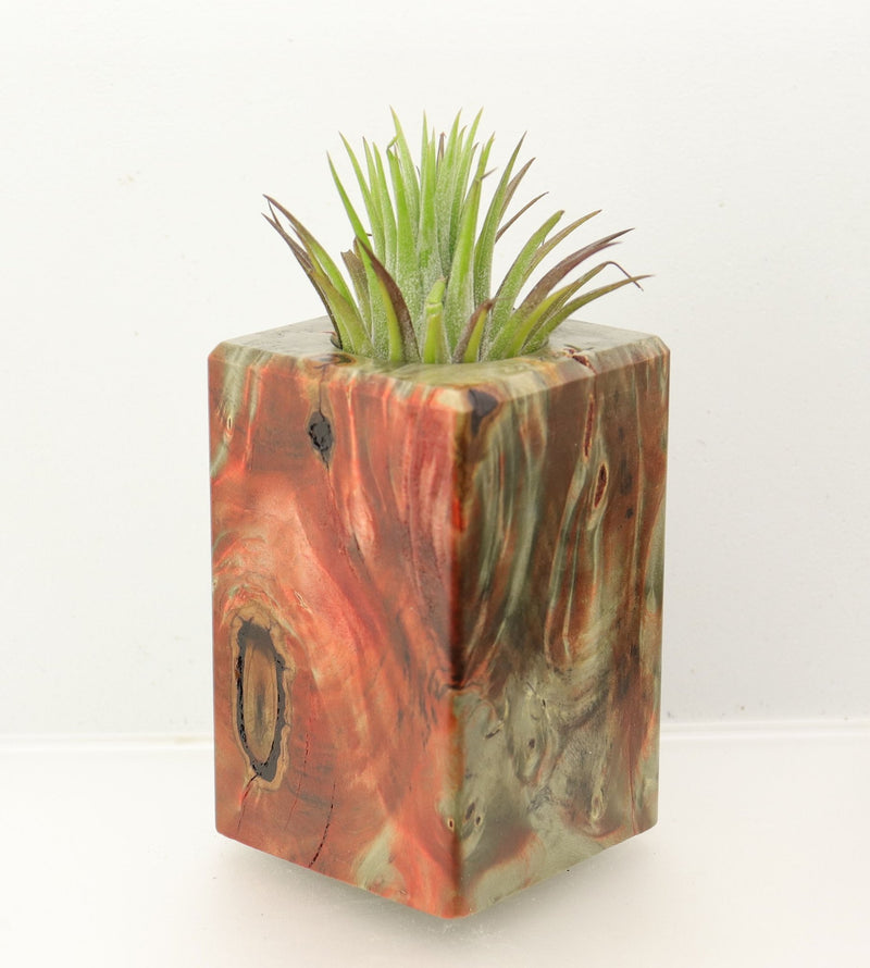 Wood Burl  Air Plant Holder - Dwayne (Wood Burl, 698651)