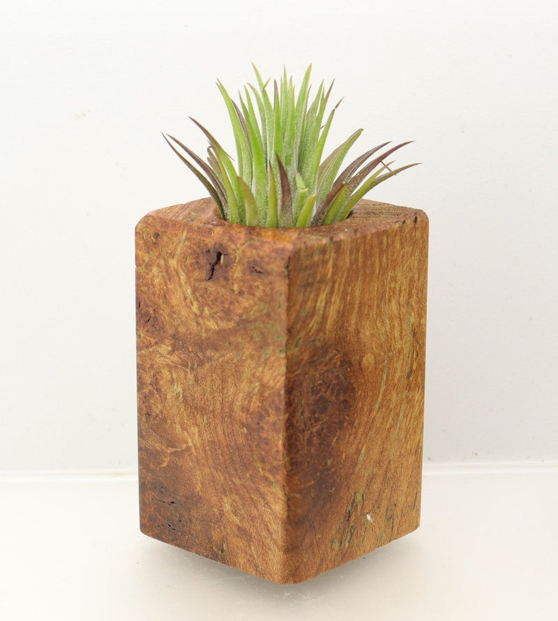 Wood Burl  Air Plant Holder - Linda (Wood Burl, 698652)