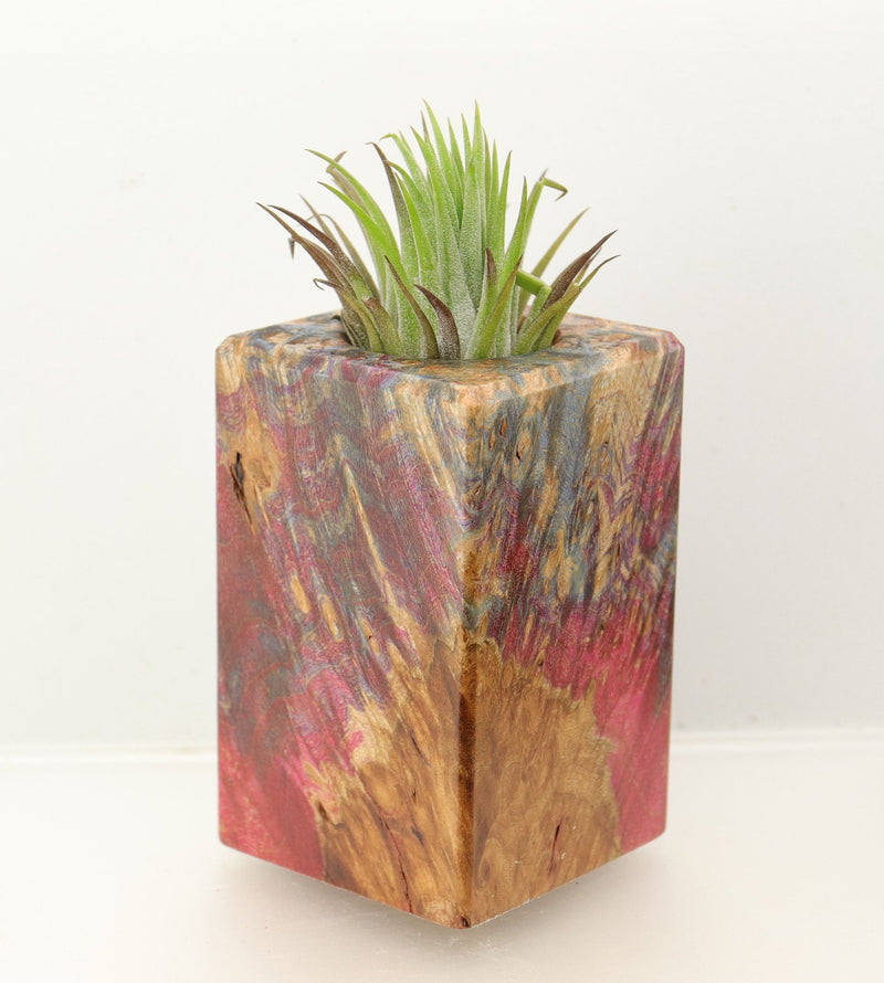 Wood Burl  Air Plant Holder - Dina (Wood Burl, 698653)