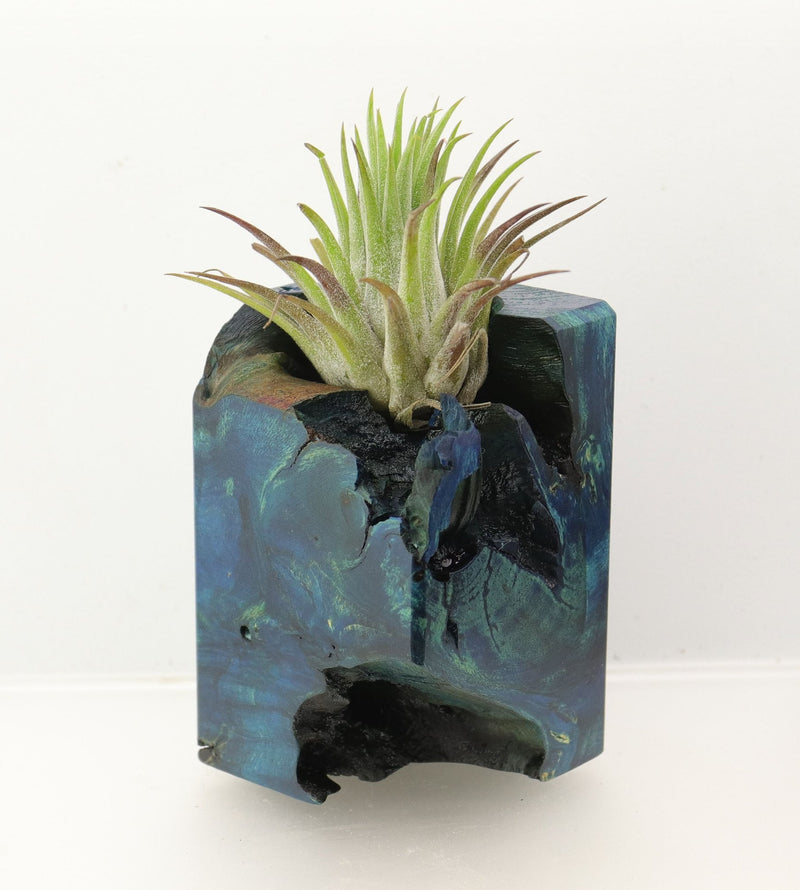 Wood Burl  Air Plant Holder - Stephanie (Wood Burl, 698654)