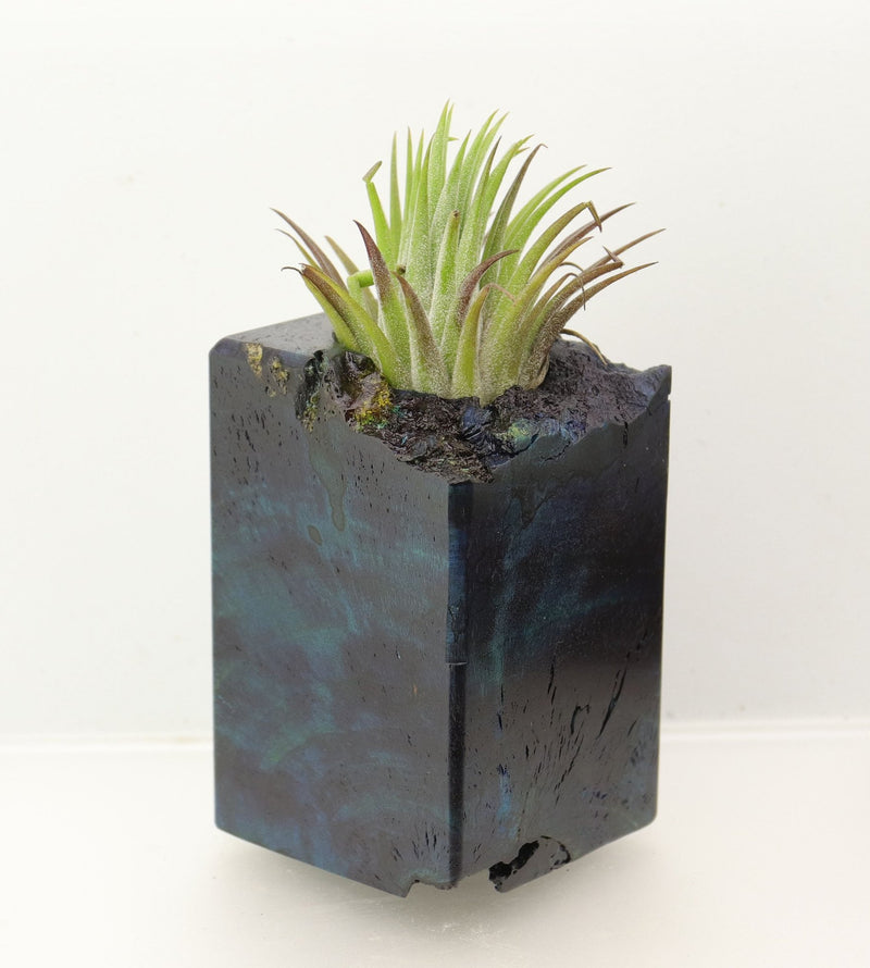 Wood Burl  Air Plant Holder - Clyde (Wood Burl, 698655)