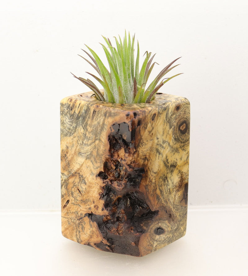 Wood Burl  Air Plant Holder - Bobby (Wood Burl, 698659)