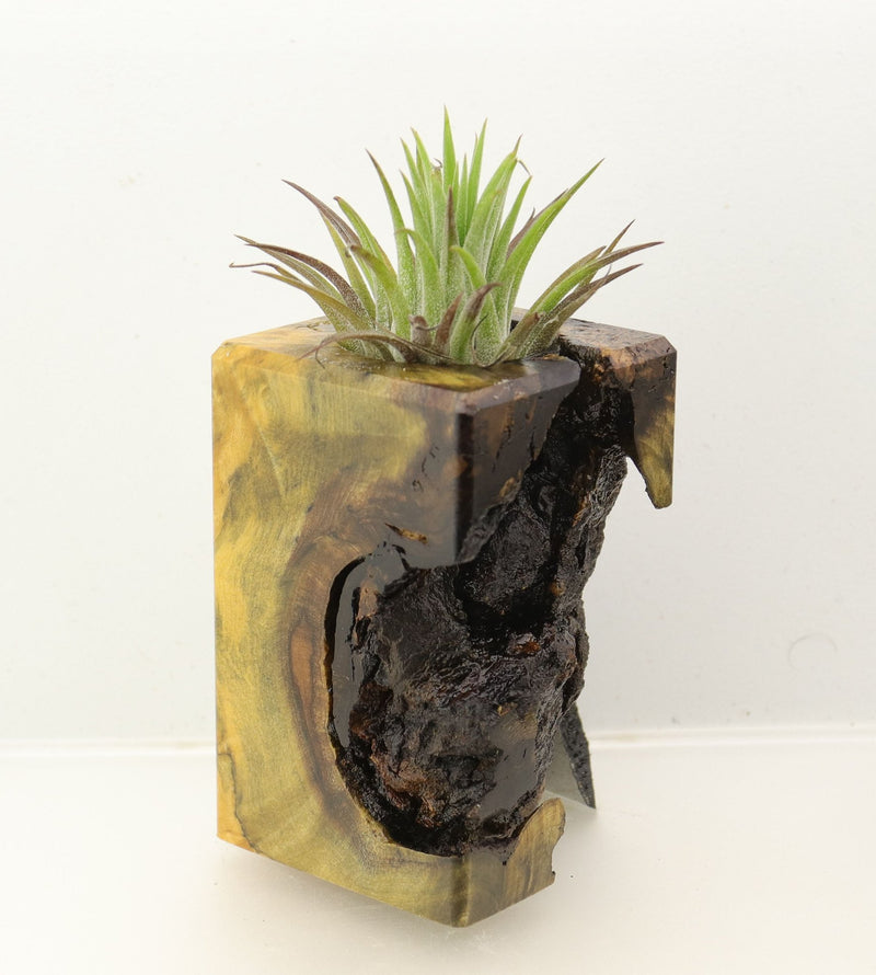 Wood Burl Wood+Resin Air Plant Holder - Gilbert (Wood Burl, 699616)