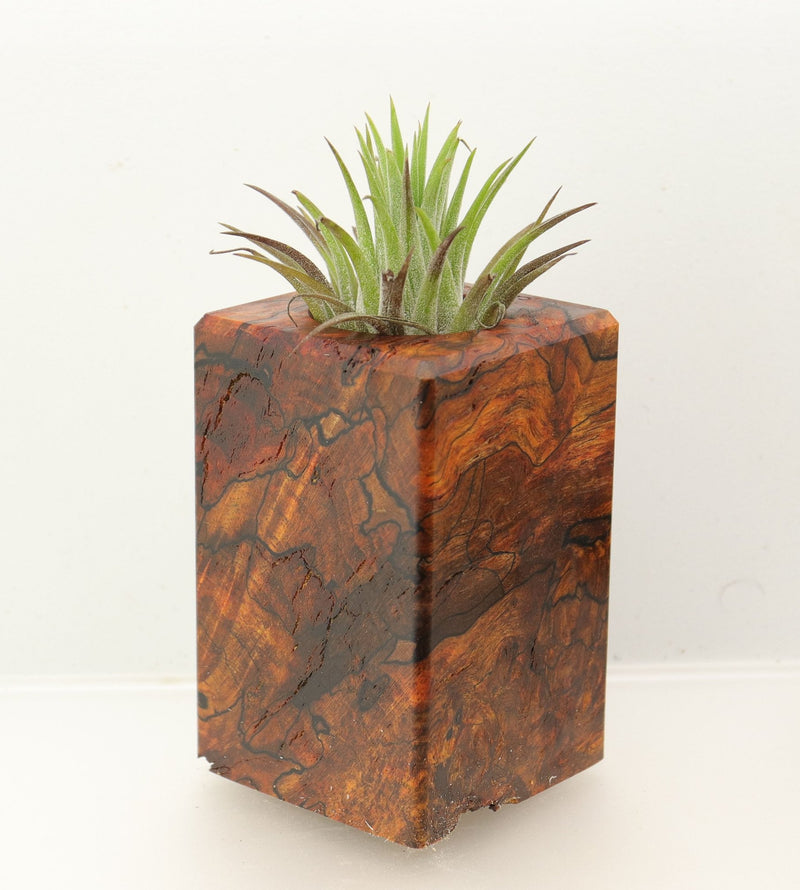 Wood Burl Wood+Resin Air Plant Holder - Donovan (Wood Burl, 699617)