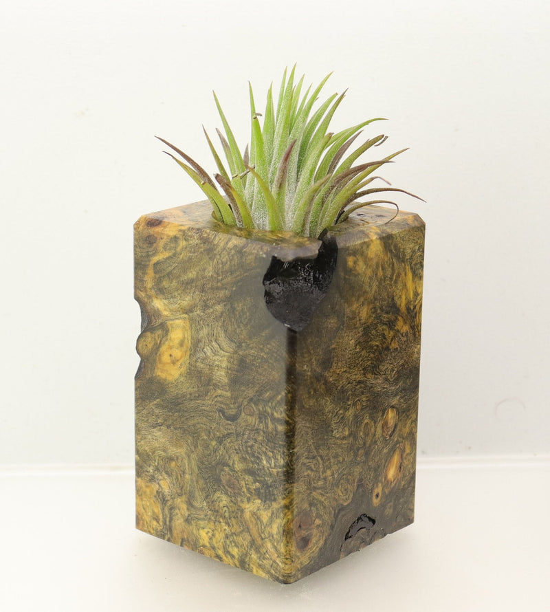 Wood Burl Wood+Resin Air Plant Holder - Noah (Wood Burl, 699618)