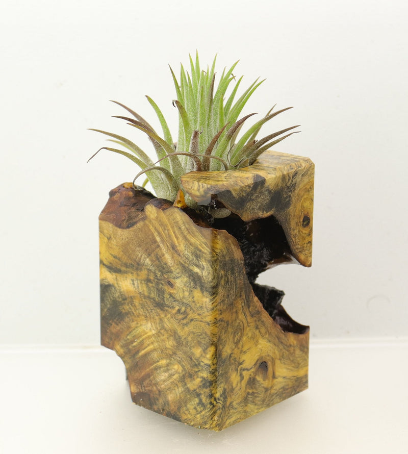 Wood Burl Wood+Resin Air Plant Holder - Caiden (Wood Burl, 699619)