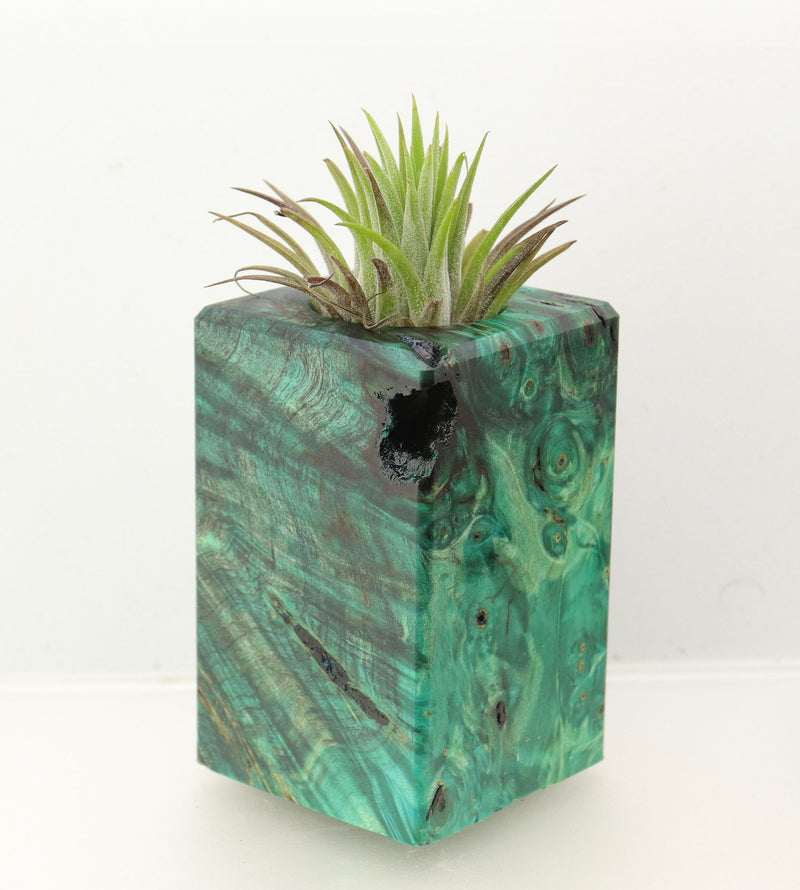 Wood Burl Wood+Resin Air Plant Holder - Sandra (Wood Burl, 699620)