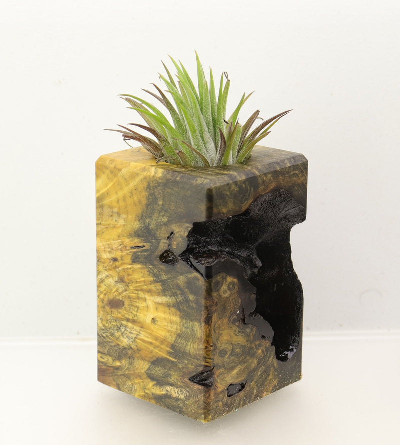 Wood Burl Wood+Resin Air Plant Holder - Raelyn (Wood Burl, 699621)