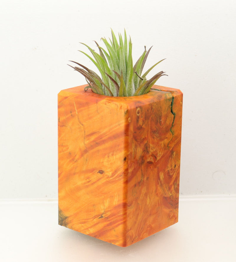 Wood Burl Wood+Resin Air Plant Holder - Tim (Wood Burl, 699622)