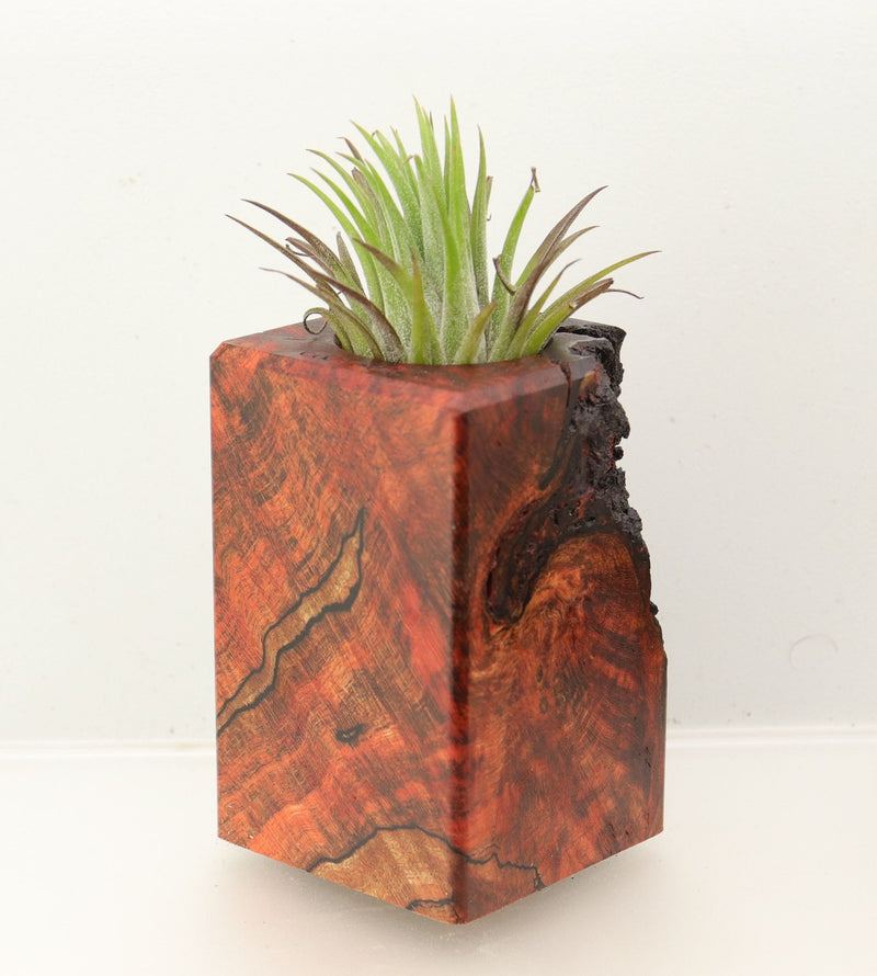 Wood Burl Wood+Resin Air Plant Holder - Cheri (Wood Burl, 699623)