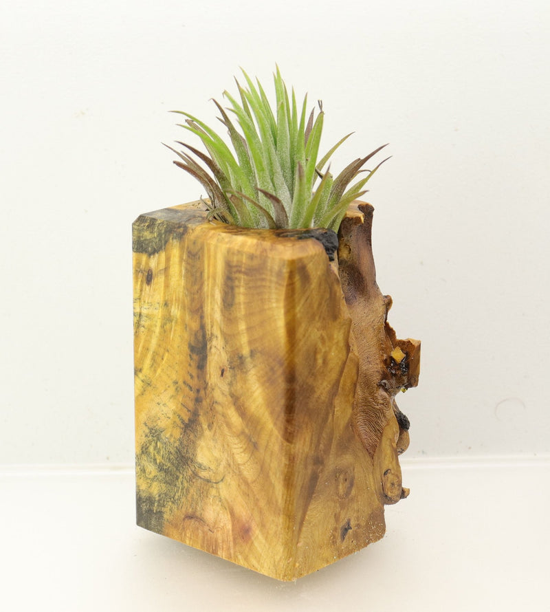 Wood Burl Wood+Resin Air Plant Holder - Misty (Wood Burl, 699624)