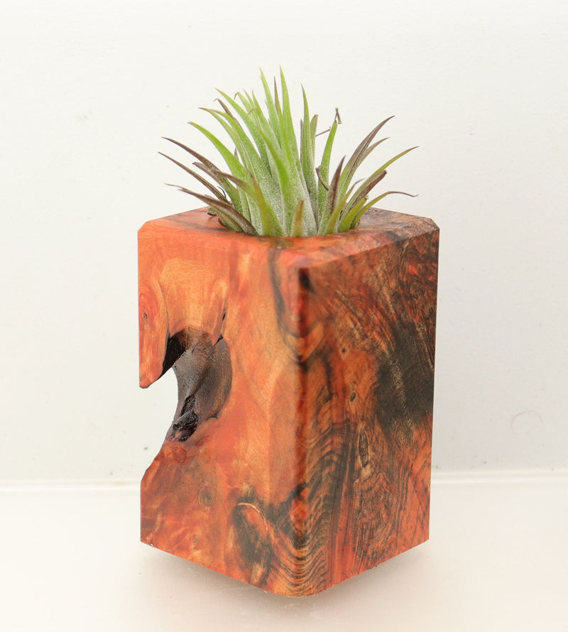 Wood Burl Wood+Resin Air Plant Holder - Clyde (Wood Burl, 699625)