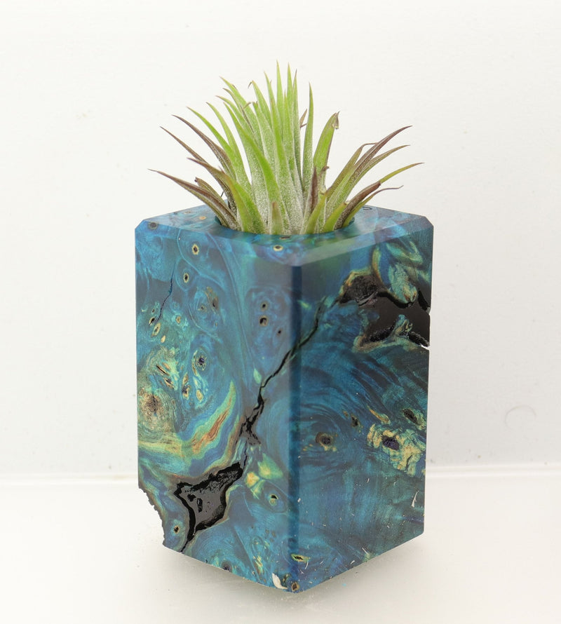 Wood Burl Wood+Resin Air Plant Holder - Ana (Wood Burl, 699626)