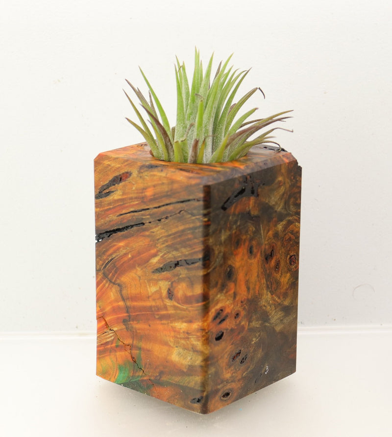Wood Burl Wood+Resin Air Plant Holder - Autumn (Wood Burl, 699627)