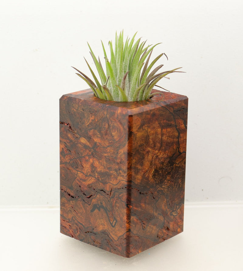 Wood Burl Wood+Resin Air Plant Holder - Raymond (Wood Burl, 699628)