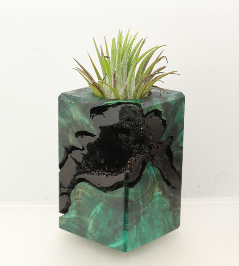 Wood Burl Wood+Resin Air Plant Holder - Danica (Wood Burl, 699629)