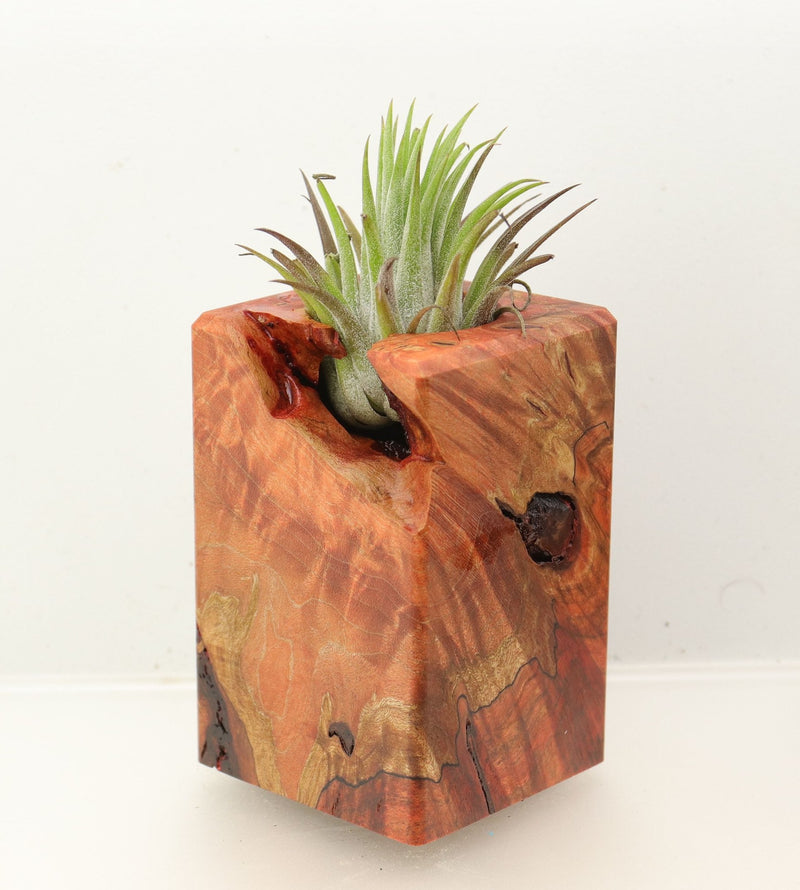 Wood Burl Wood+Resin Air Plant Holder - Ashanti (Wood Burl, 699630)