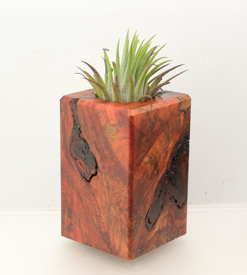 Wood Burl Wood+Resin Air Plant Holder - Viola (Wood Burl, 699631)