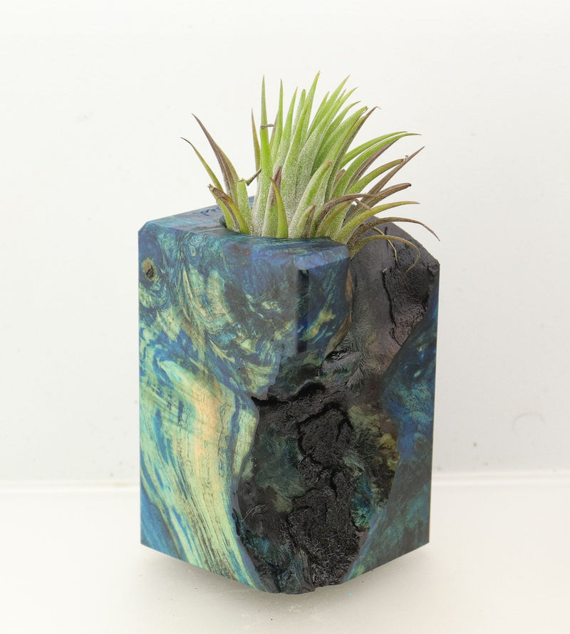 Wood Burl Wood+Resin Air Plant Holder - Georgia (Wood Burl, 699632)