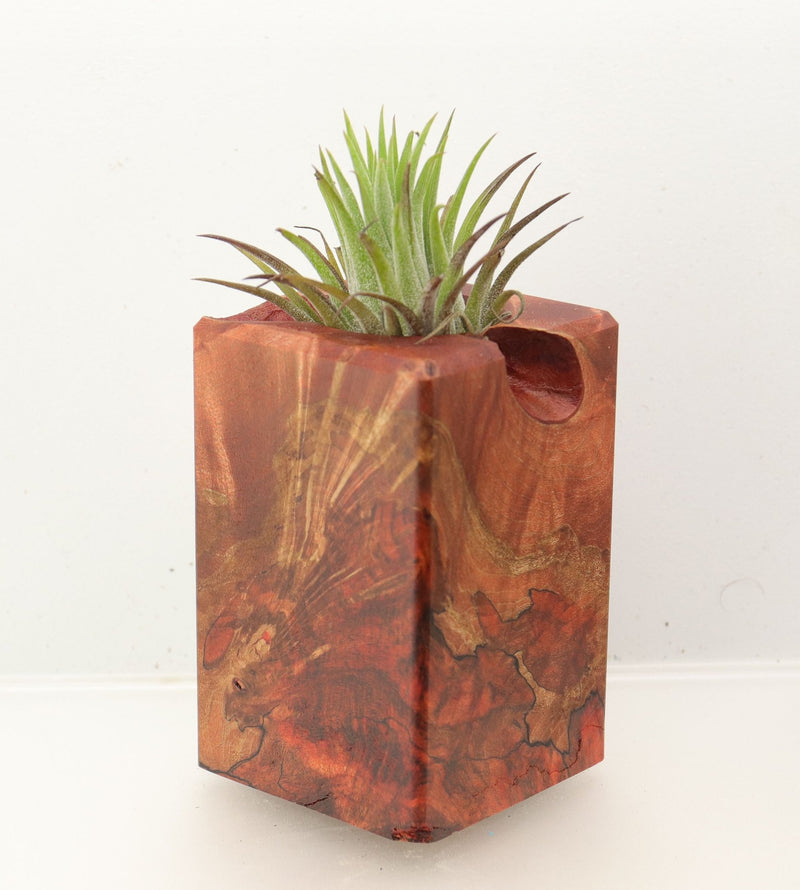 Wood Burl Wood+Resin Air Plant Holder - Madalyn (Wood Burl, 699634)