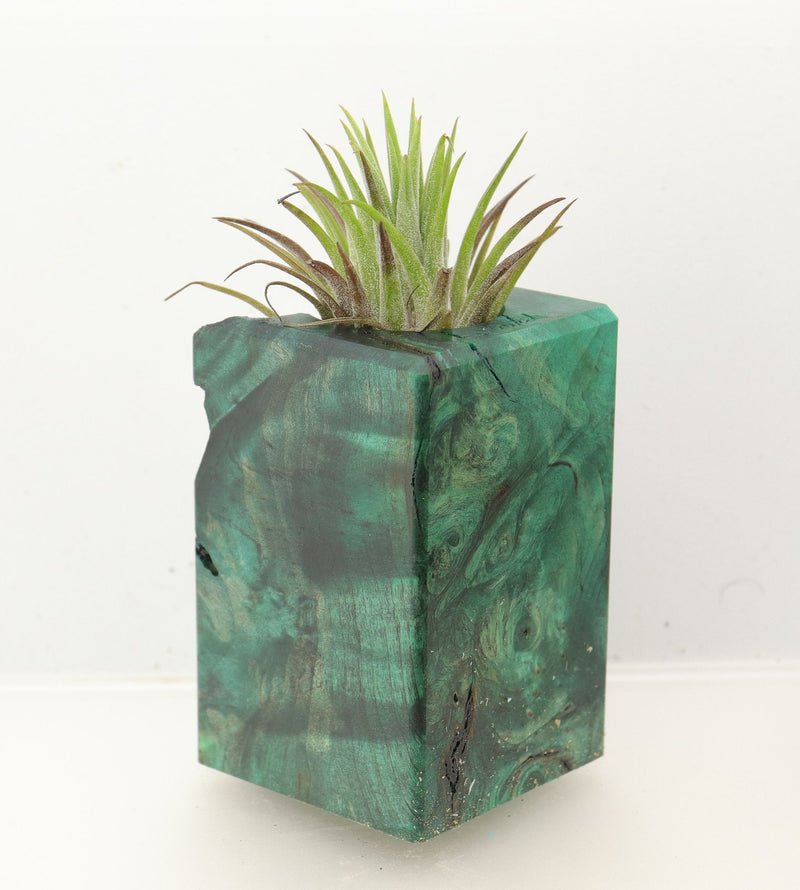 Wood Burl Wood+Resin Air Plant Holder - Harmony (Wood Burl, 699635)
