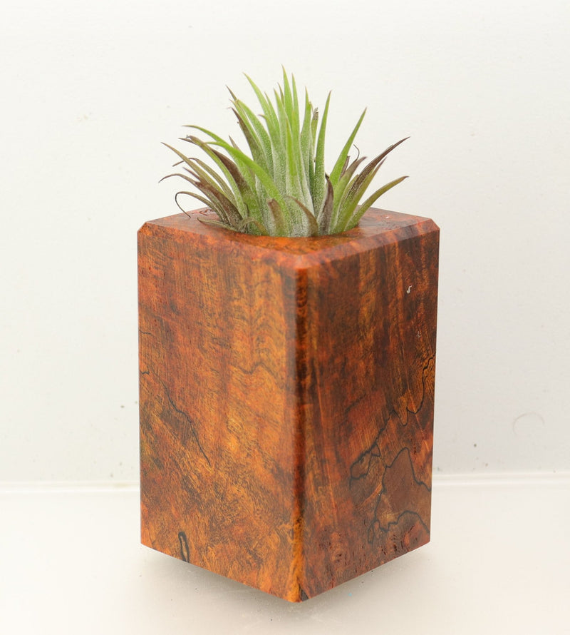 Wood Burl Wood+Resin Air Plant Holder - Ramon (Wood Burl, 699636)