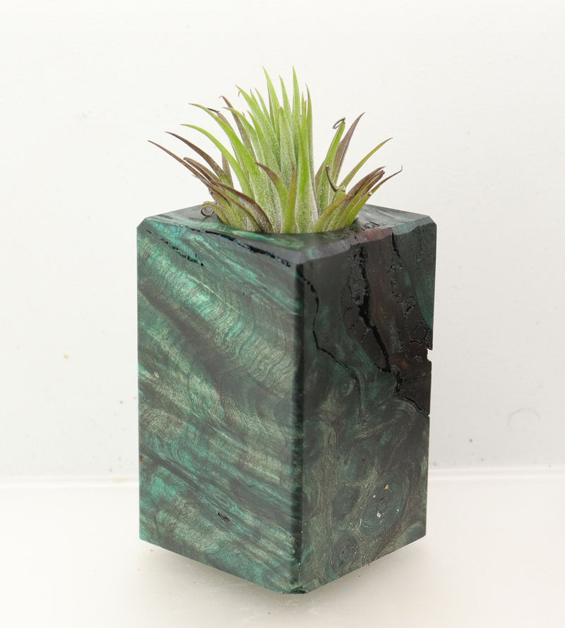 Wood Burl Wood+Resin Air Plant Holder - Mason (Wood Burl, 699637)