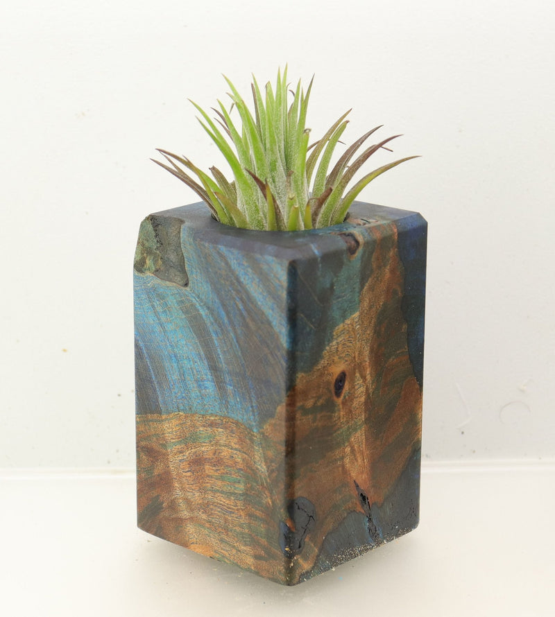 Wood Burl Wood+Resin Air Plant Holder - Dena (Wood Burl, 699638)