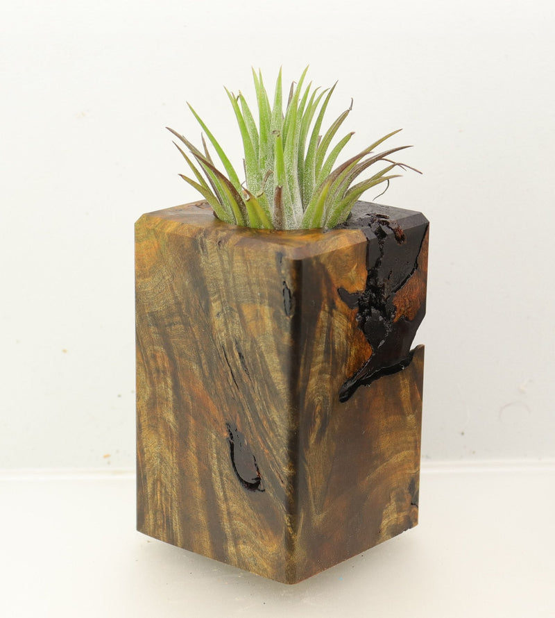 Wood Burl Wood+Resin Air Plant Holder - Leroy (Wood Burl, 699639)