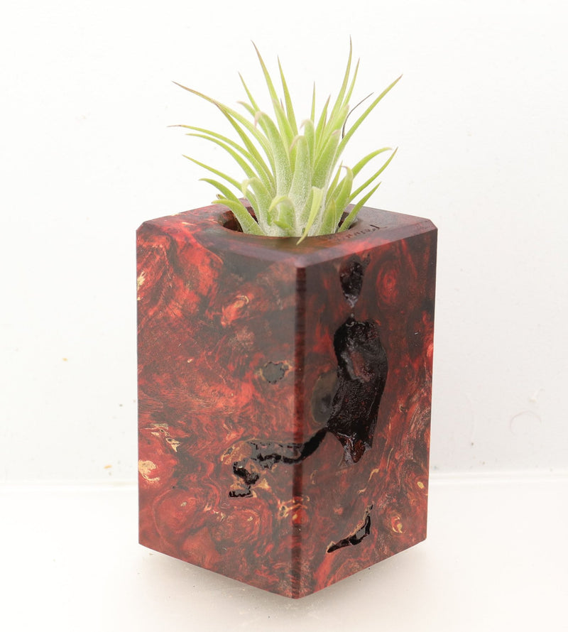 Wood Burl Wood+Resin Air Plant Holder - Mindy (Wood Burl, 700424)